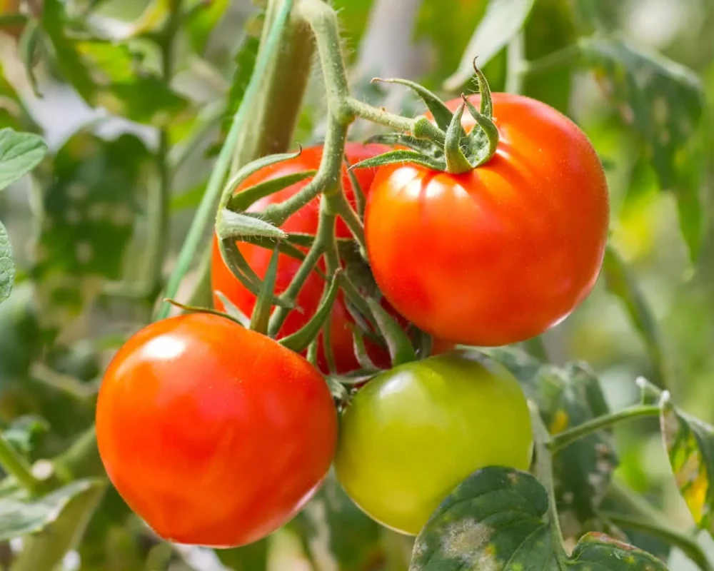 tomatoes-tomato-plant-Fruit-vegetable